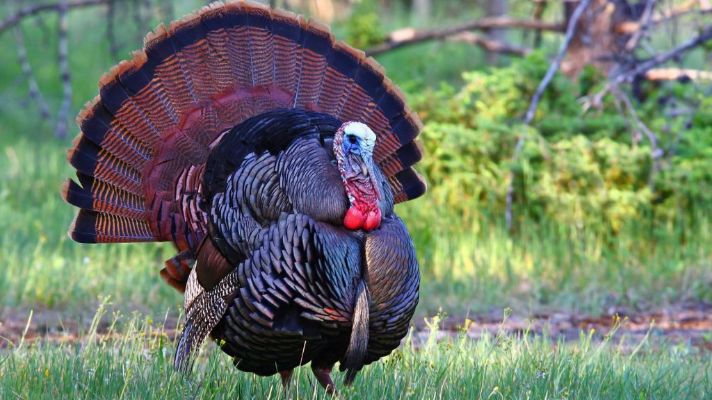 The 7 Fun Facts Of Thanksgiving: More Things You Don’t Know